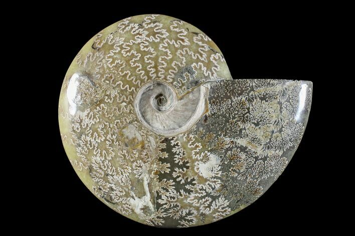 Polished Ammonite (Cleoniceras) Fossil - Madagascar #166400